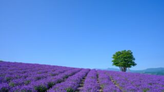 北海道